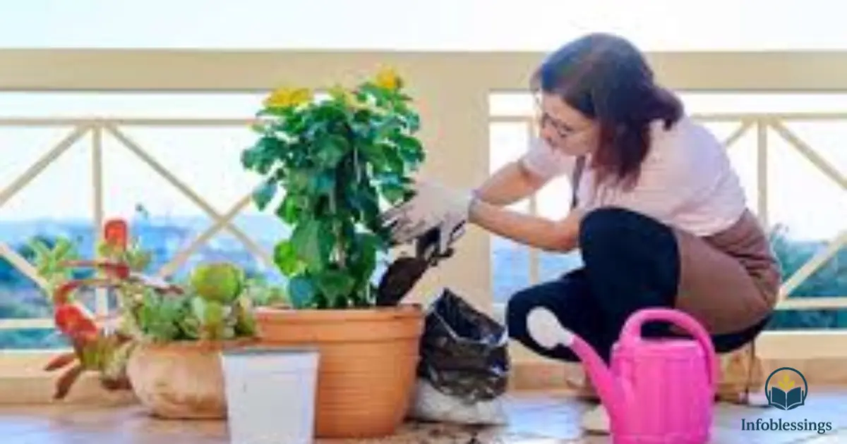 Watering, Fertilizing & Daily Care Tips for Small Home Terrace Gardens