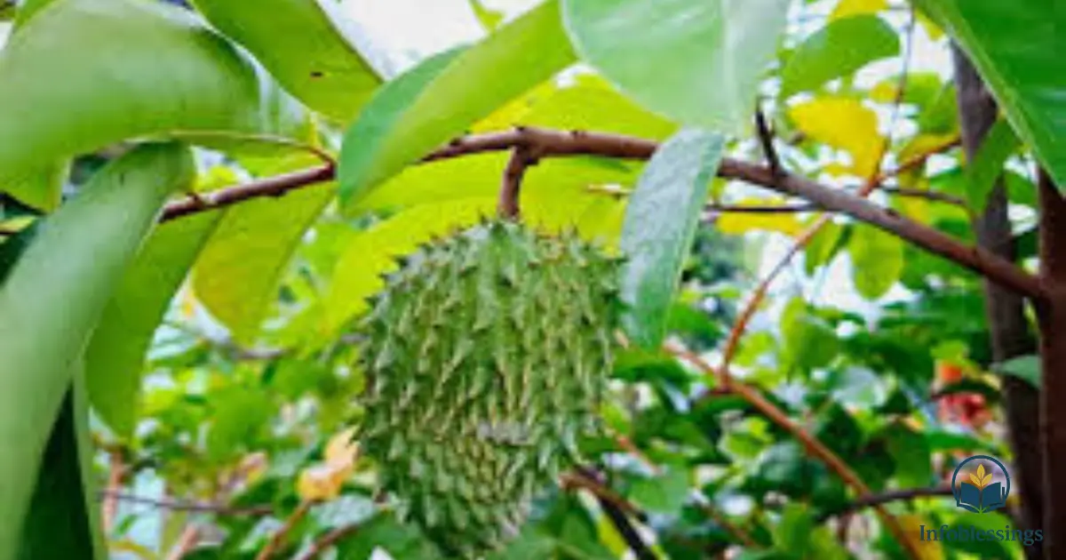 15 Health Benefits of Soursop Leaves Boost Your Immune System