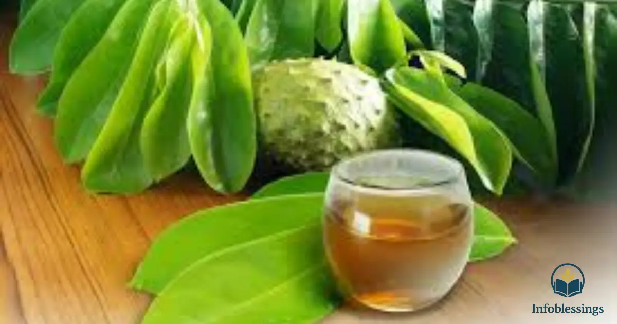Weight Management Benefits of Soursop Leaves